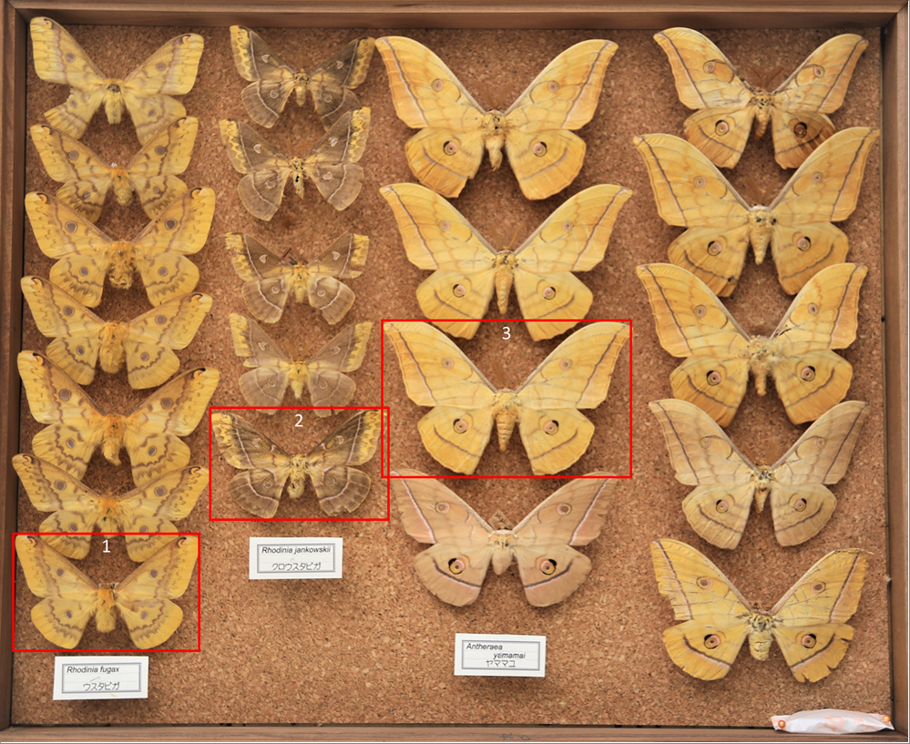 昆虫標本データ