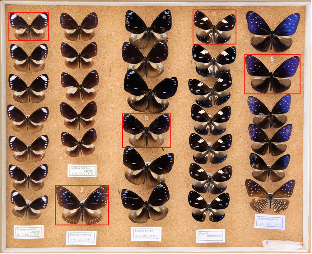 昆虫標本データ