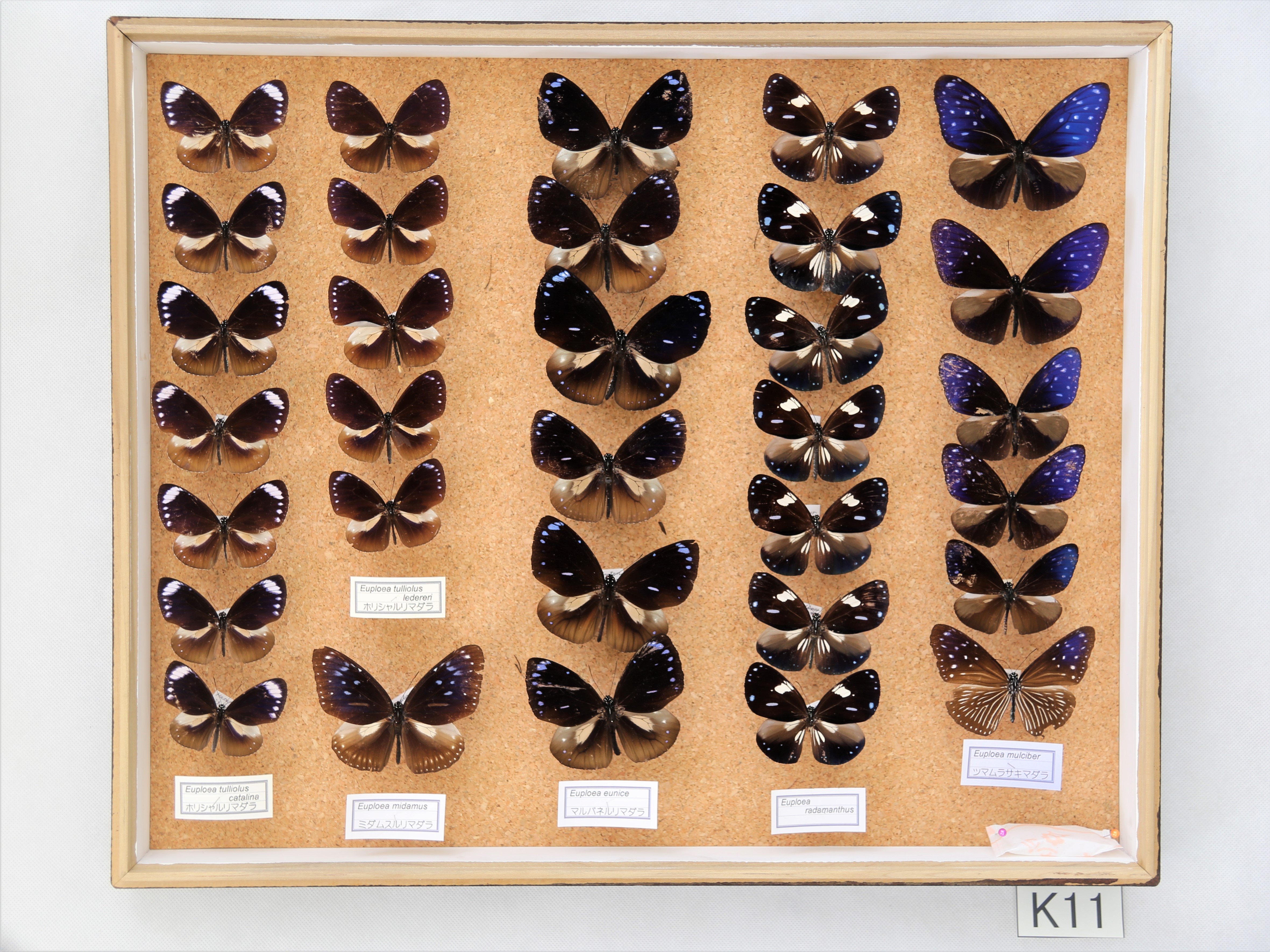 林檎と蝶 椎名林檎 (Sheena Ringo) & DAOKO – 余裕の凱旋 (a grand