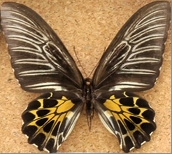 ★雑交種★チモールキシタアゲハ × ヘレナキシタアゲハ ♂標本 96mm唯一標本 61djANHxPUL._AC_UF350,