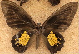 昆虫標本データ