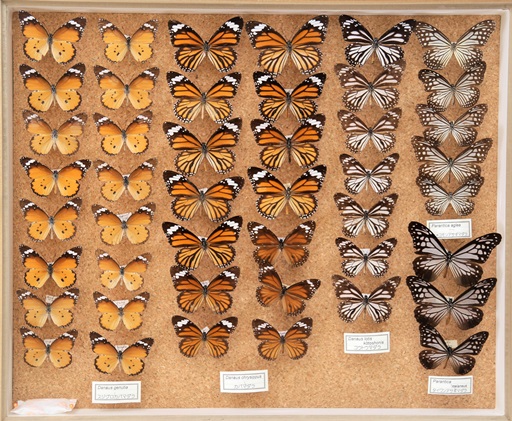 蝶標本 オオカバマダラ各種 リルマダラ亜属 産地別コレクション研究用
