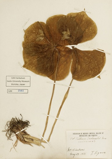 植物標本写真