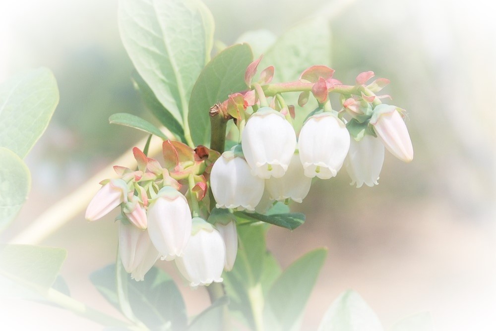 ブルーベリーの花写真