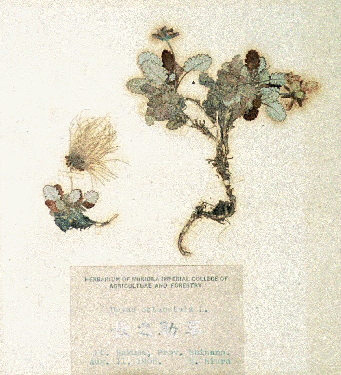 植物標本写真