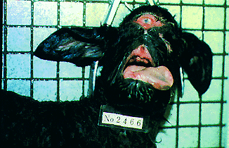 viscera infest 奇形児単眼症 説明内容-9